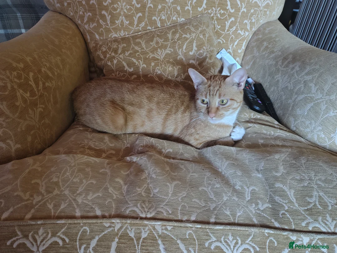 Mixed Breed cats for sale: Two ginger and white kitten's in Glasgow - Advert 1