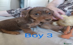 Mixed Breed dogs for sale: Norfolk Terrier Puppies - Image 7