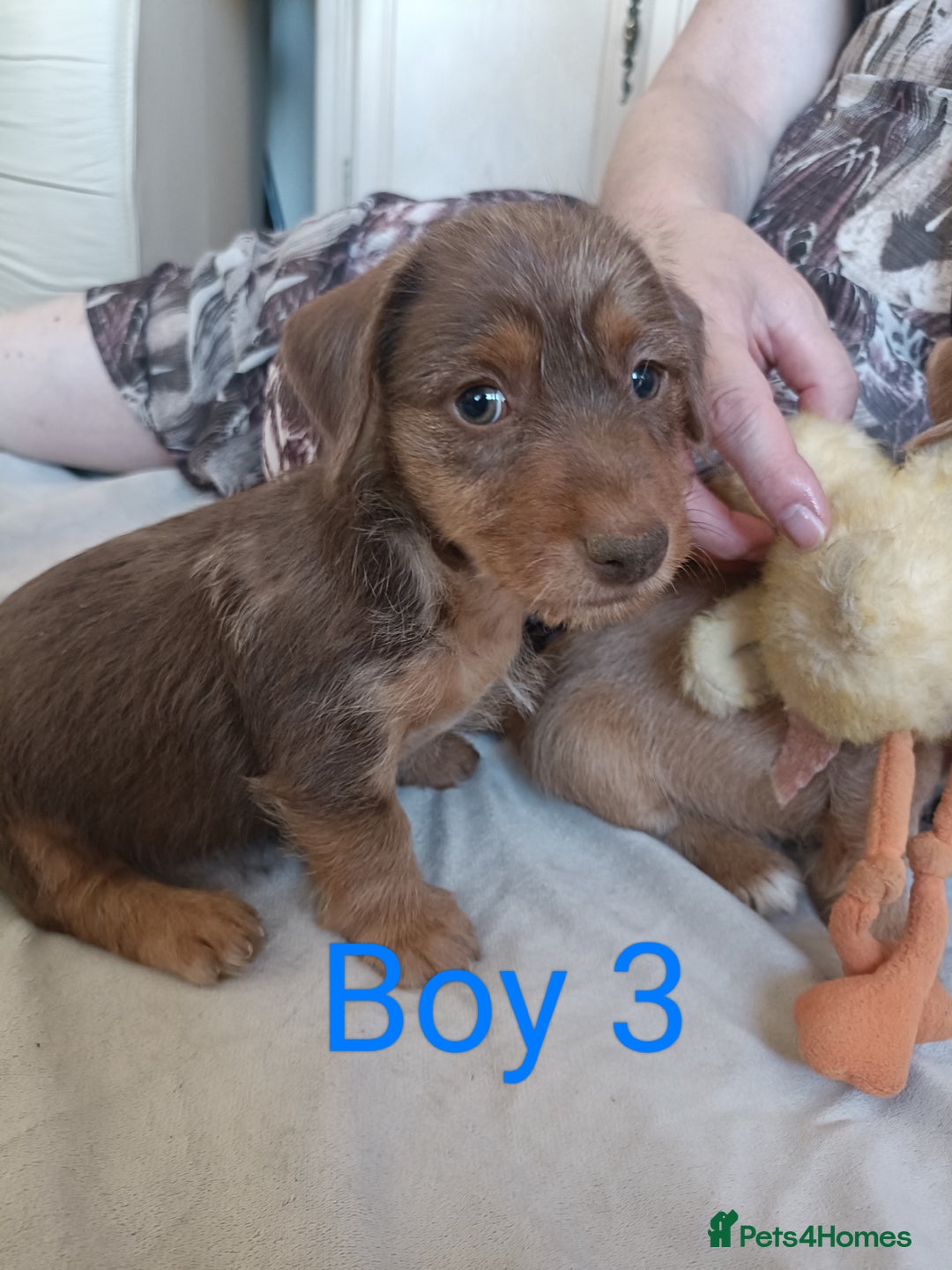Mixed Breed dogs for sale: Norfolk Terrier Puppies - Image 7