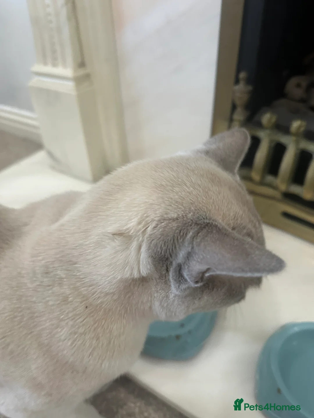 Burmese cats for sale: Beautiful male pedigree Lilac Burmese kitten - Advert 7