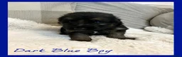 German Shepherd dogs for sale: Kc German Shepard long haired  - Advert 25