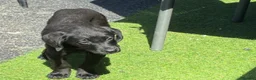 Labrador Retriever dogs for sale: 7 beautiful 5⭐️kc reg labour puppies  in Doncaster - Advert 9