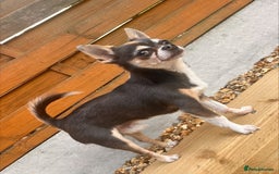 Chihuahua dogs for stud: T-Cup Chihuahua for Stud  - Image 1