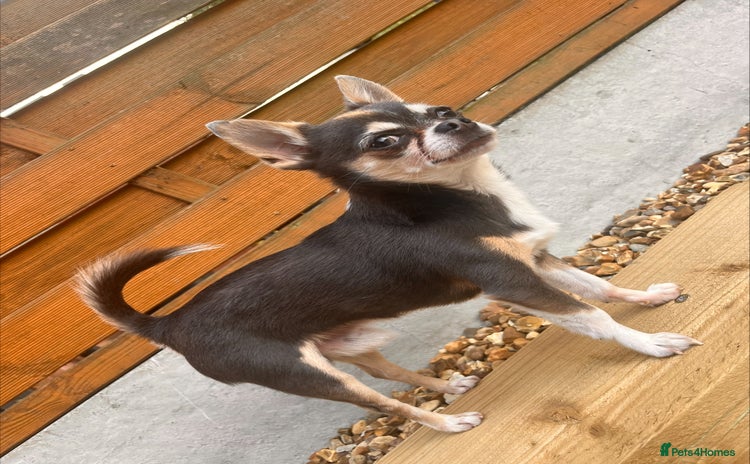 Chihuahua dogs - Advert 1