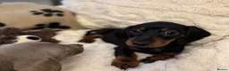 Miniature Dachshund dogs for sale: Miniature Dachshunds  - Advert 2