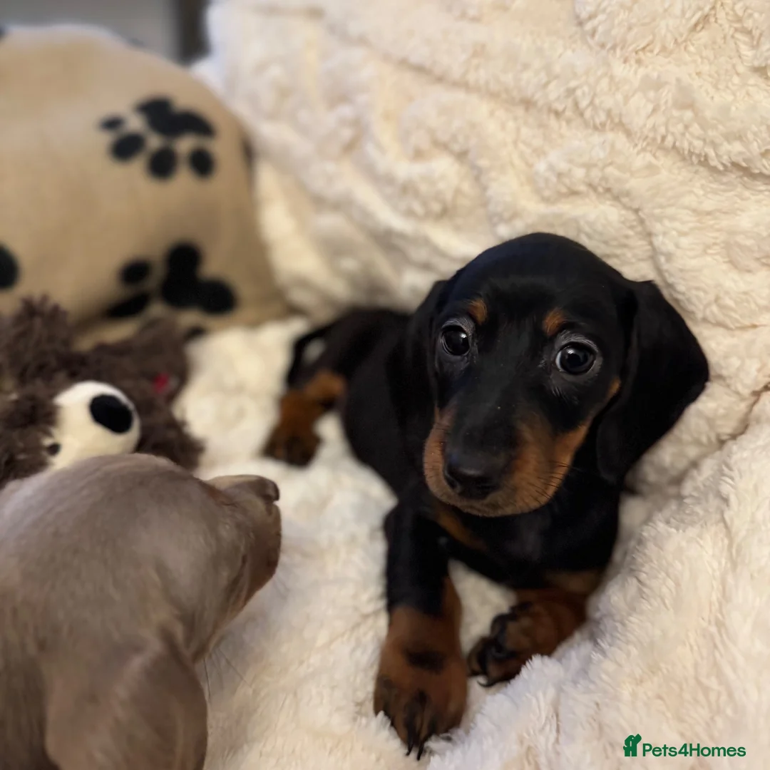 Miniature Dachshund dogs for sale: Miniature Dachshunds  - Advert 2