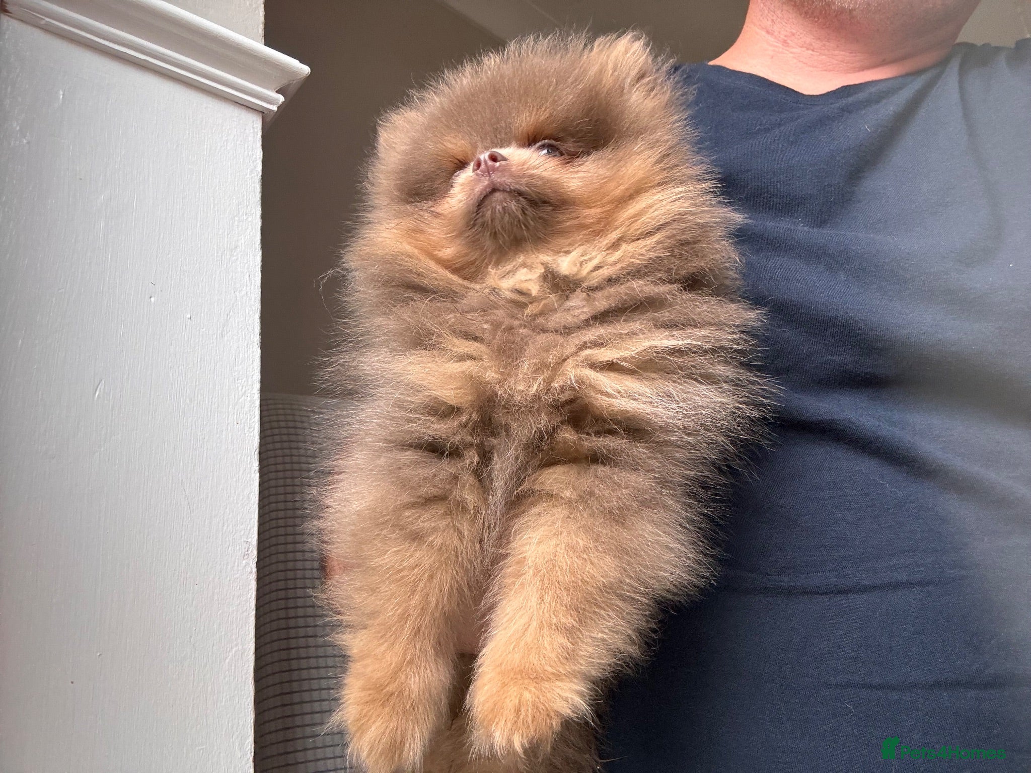 Pomeranian dogs Champion bloodlines Pomeranian  - Advert 1
