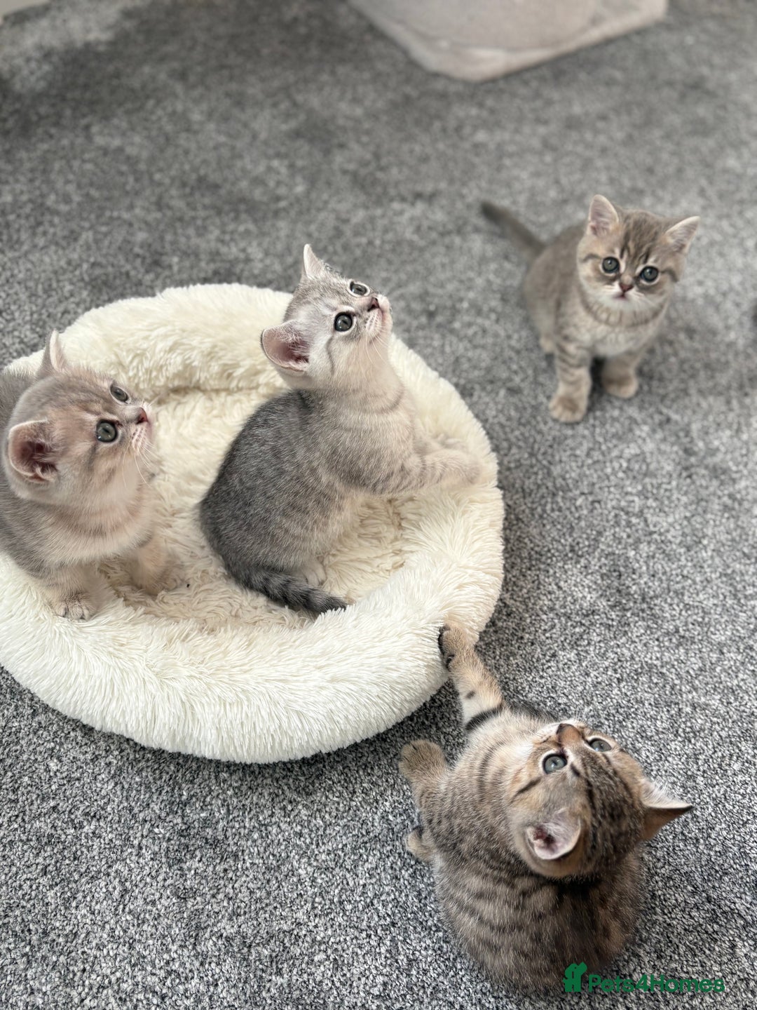 Scottish Fold cats for sale: Scottish fold kittens for sale - Advert 1