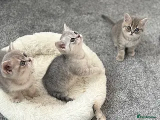 Scottish Fold cats Scottish fold kittens for sale - Advert 15