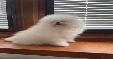 Pomeranian dogs - Advert 13