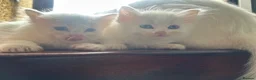 Mixed Breed cats for sale: Britishlonghair & TurkishAngora  last 2 left   - Advert 7