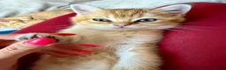 British Shorthair cats for sale: 🐾 Champion Bloodline BSH Golden Kittens 🐾 - Advert 10