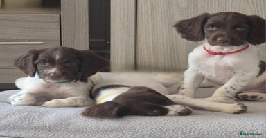English Springer Spaniel dogs - Advert 1