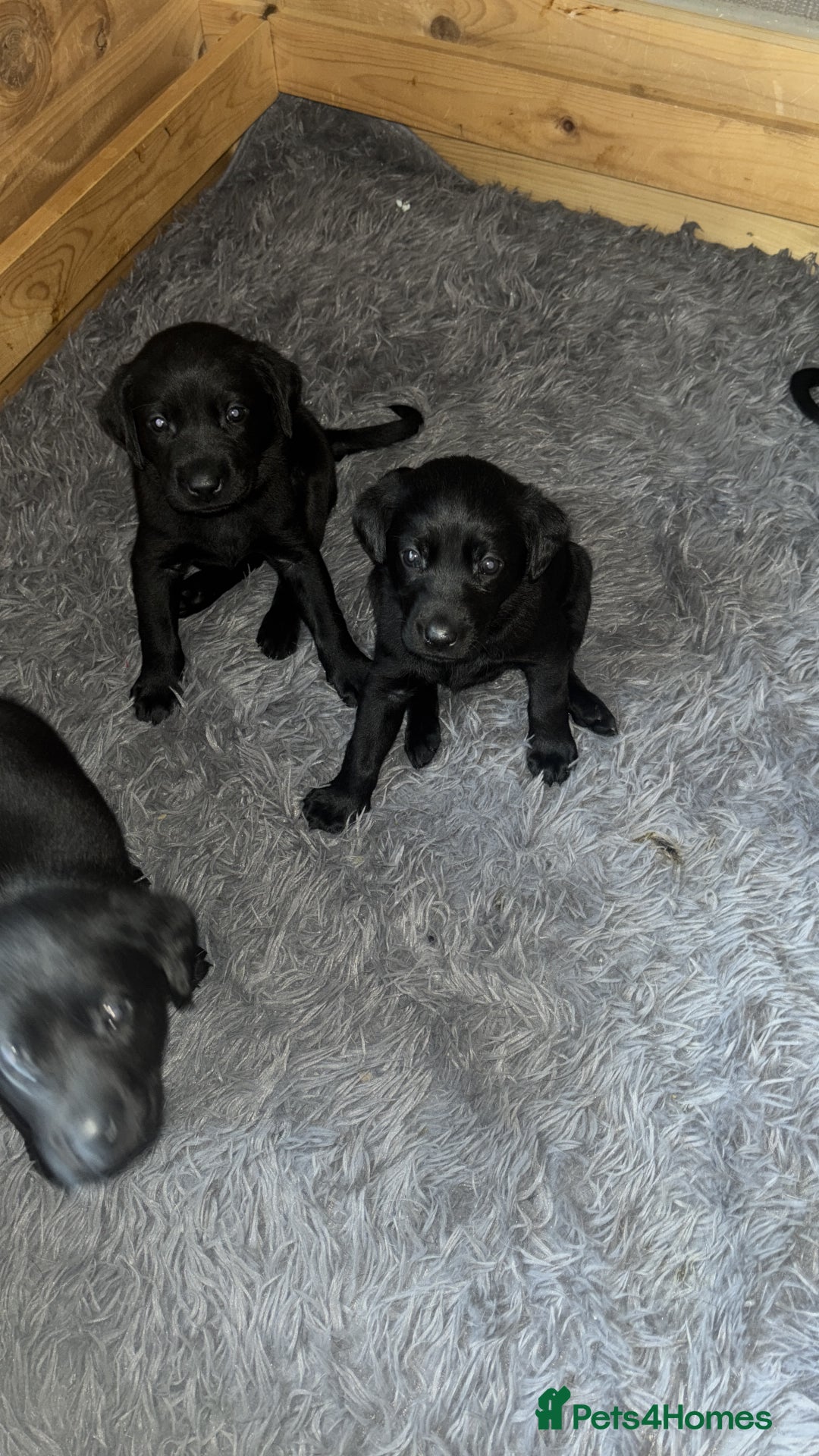 Labrador Retriever dogs for sale: Black Labrador pups for sale  - Advert 4