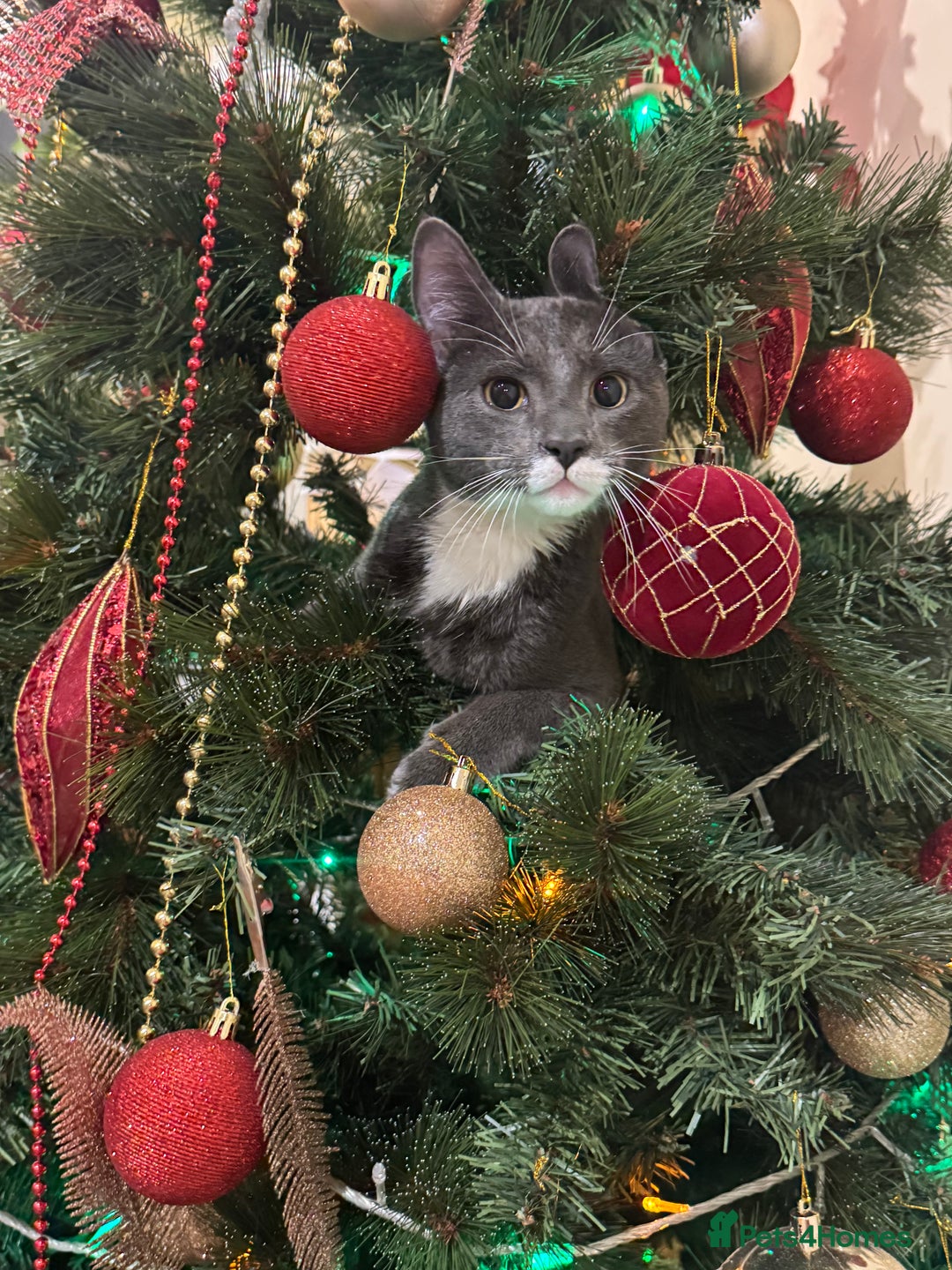 Domestic Shorthair cats for sale: My Tomy - Advert 2