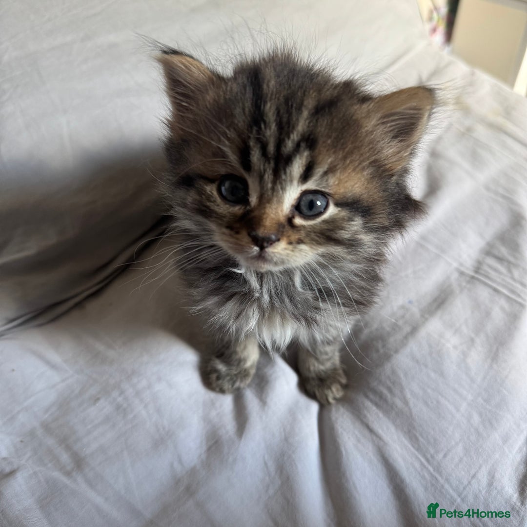 Persian cats for sale: Persian Litter of 4 for new loving home! - Advert 3