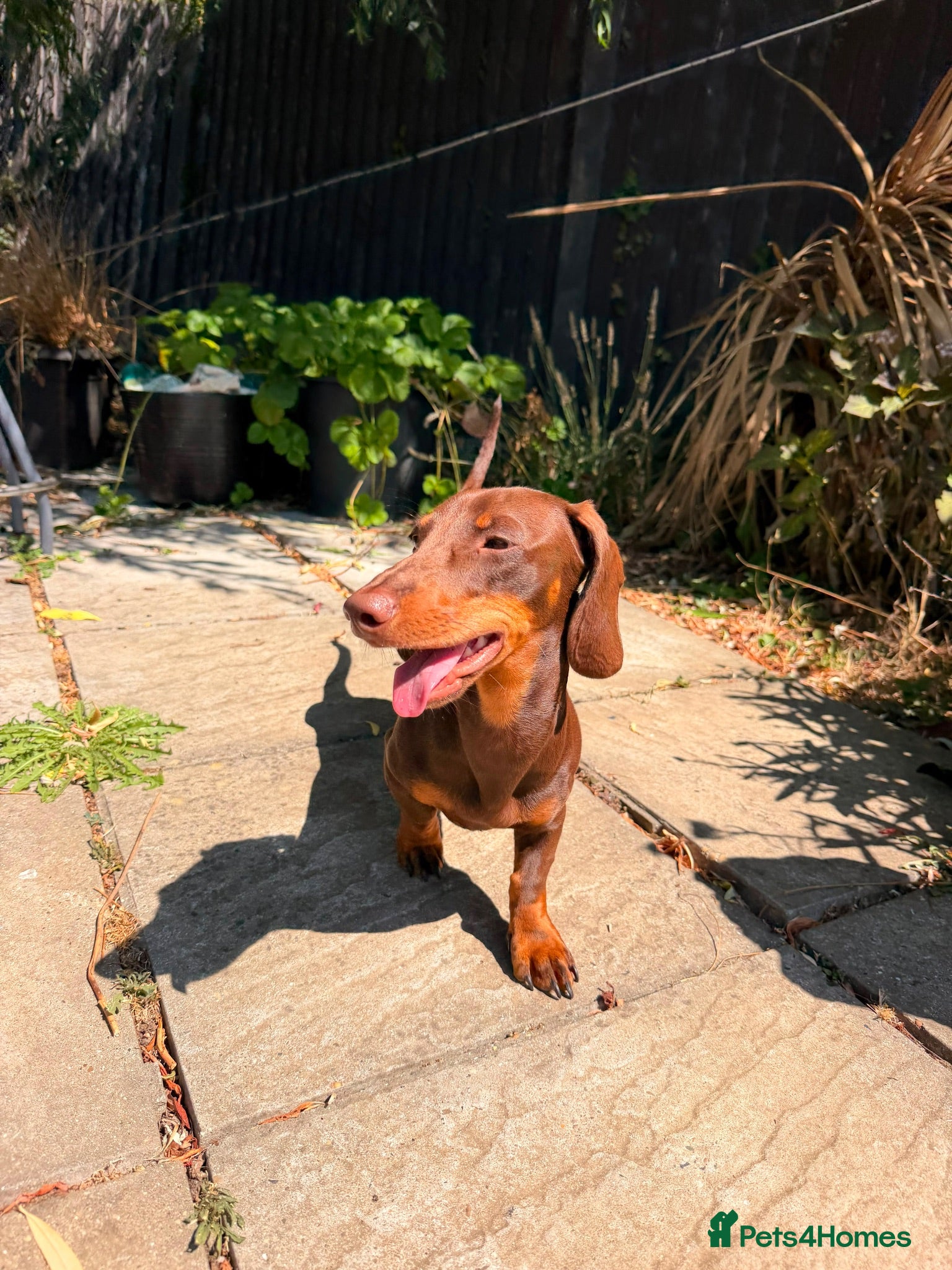 Dachshund dogs Dachshund Pup - Advert 2