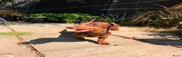 Dachshund dogs for sale: Dachshund Pup in London - Advert 1