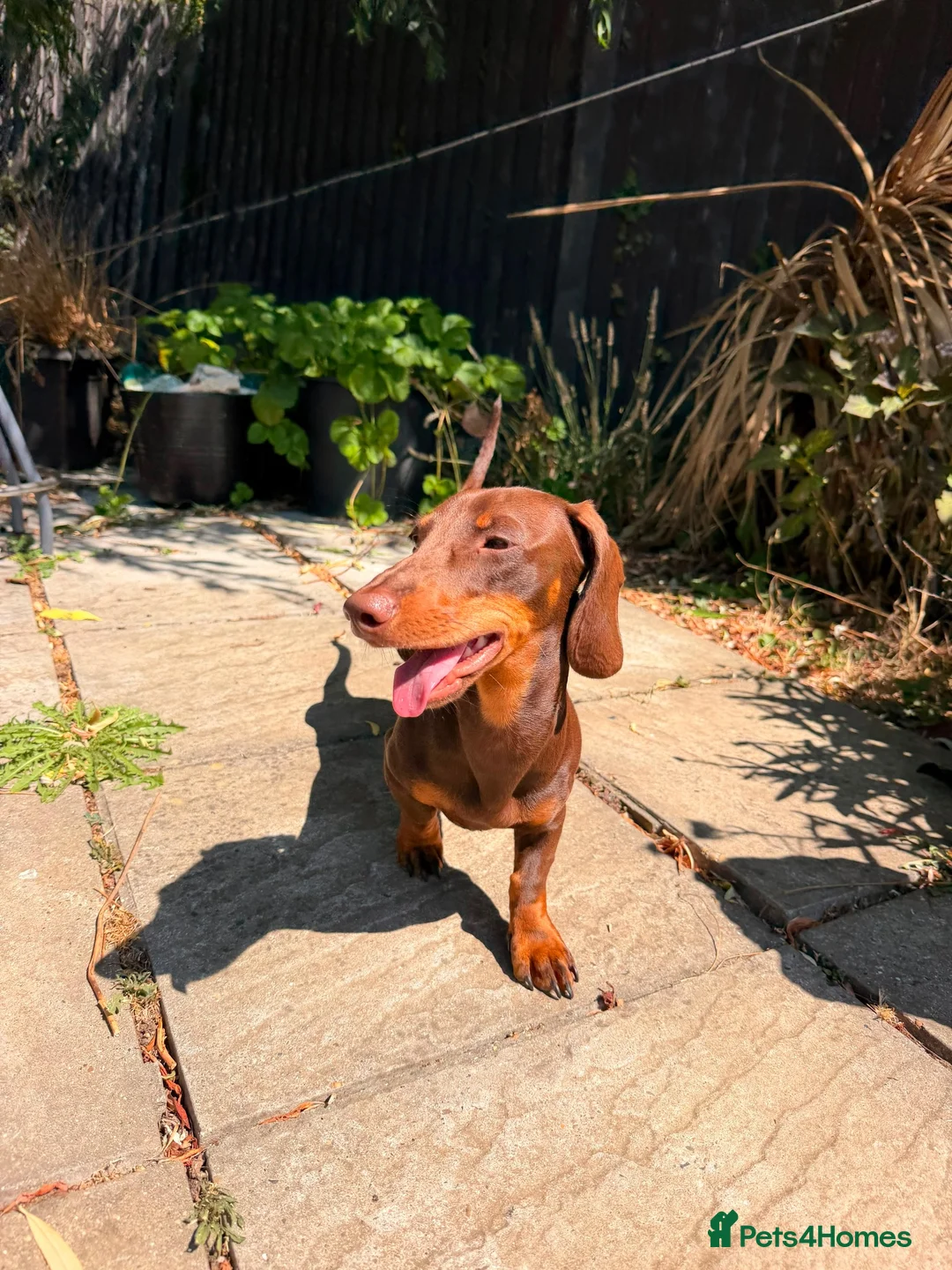 Dachshund dogs for sale: Dachshund Pup in London - Advert 1