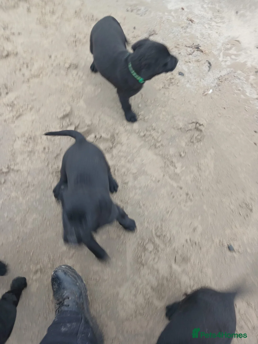 Labrador Retriever dogs for sale: Labrador puppies  in Kilmarnock - Advert 2