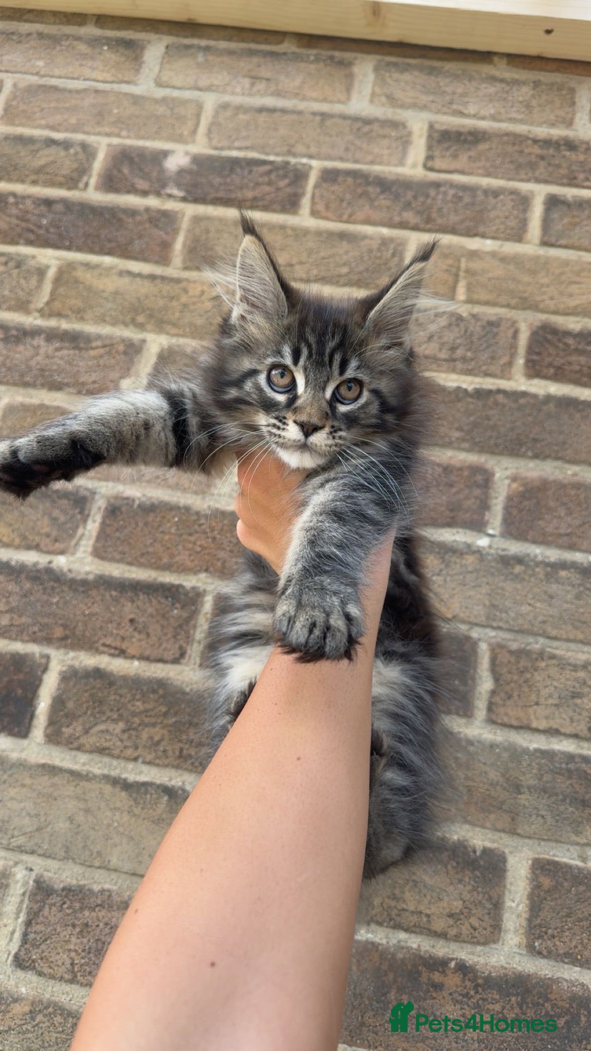 Maine Coon cats Maine coon kittens  - Advert 21