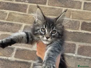 Maine Coon cats Maine coon kittens - Advert 1
