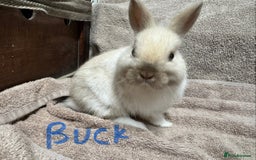 Netherland Dwarf rabbits for sale: Netherland Dwarf Baby Buck & Doe - Image 3
