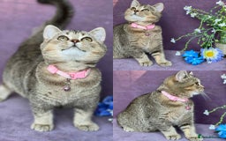 British Shorthair cats for sale: Lovely BSH kittens - ready for their forever homes - Image 16