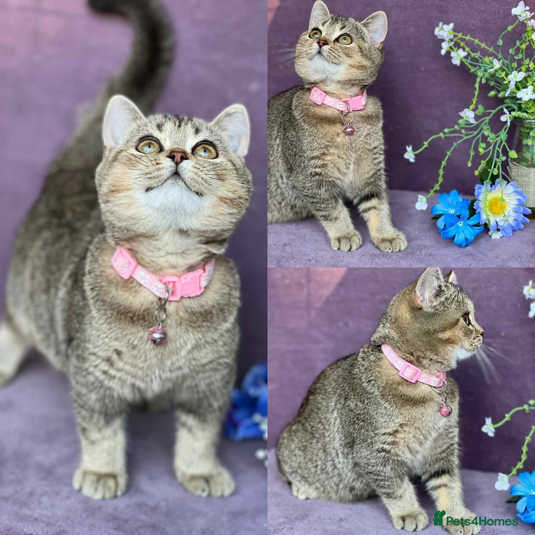 British Shorthair cats for sale: Lovely BSH kittens - ready for their forever homes - Image 16