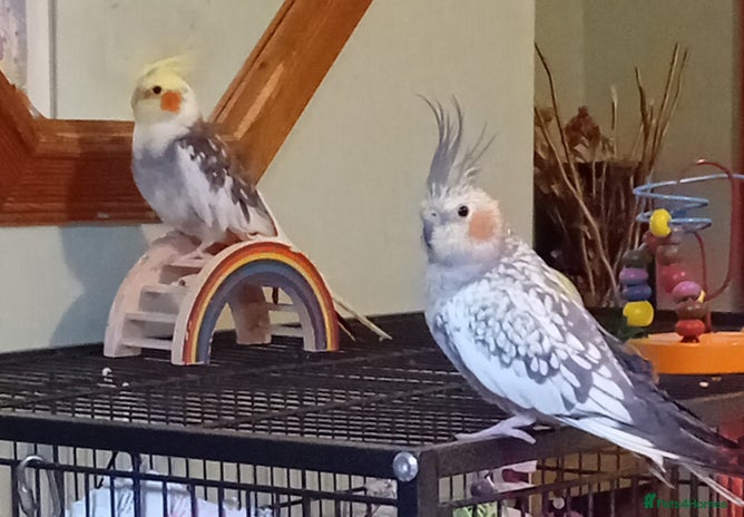 Cockatiels birds - Advert 1