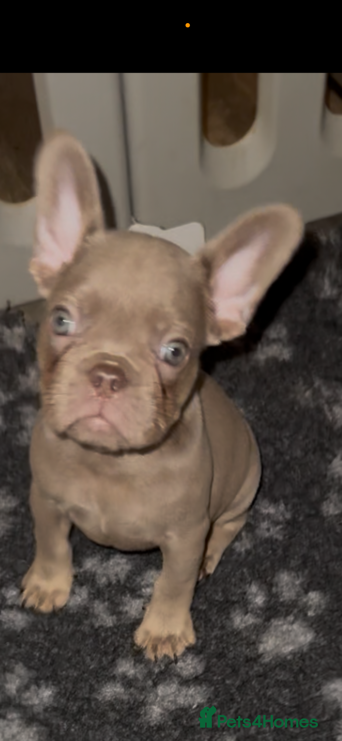 French Bulldog dogs French Bulldog Puppies READY NOW - Advert 6