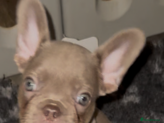 French Bulldog dogs French Bulldog Puppies READY NOW - Advert 1