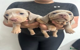 Miniature Dachshund dogs for sale: Adorable litter ready August 22nd ❤️❤️❤️💙  - Image 13