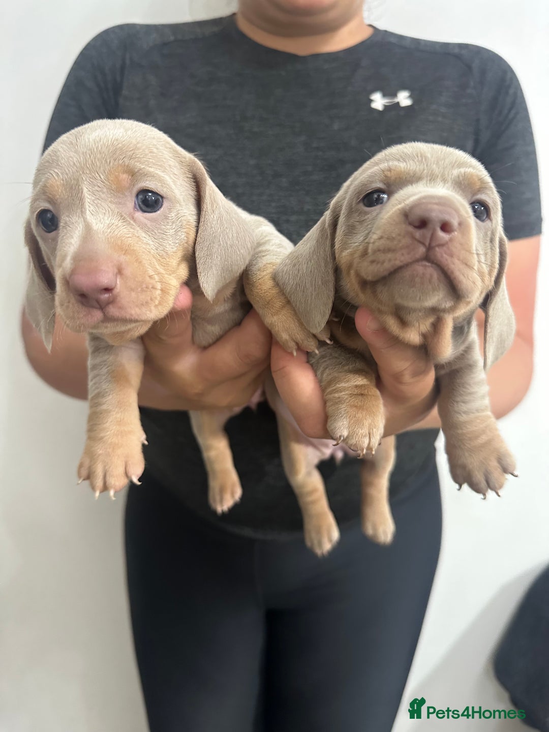 Miniature Dachshund dogs for sale: Adorable litter ready August 22nd ❤️❤️❤️💙  - Image 13