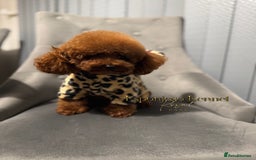 Toy Poodle dogs for stud: 🔥One-in-a-Million Asian ☕️ toy poodle DNA Stud🧸 in Thetford - Image 8