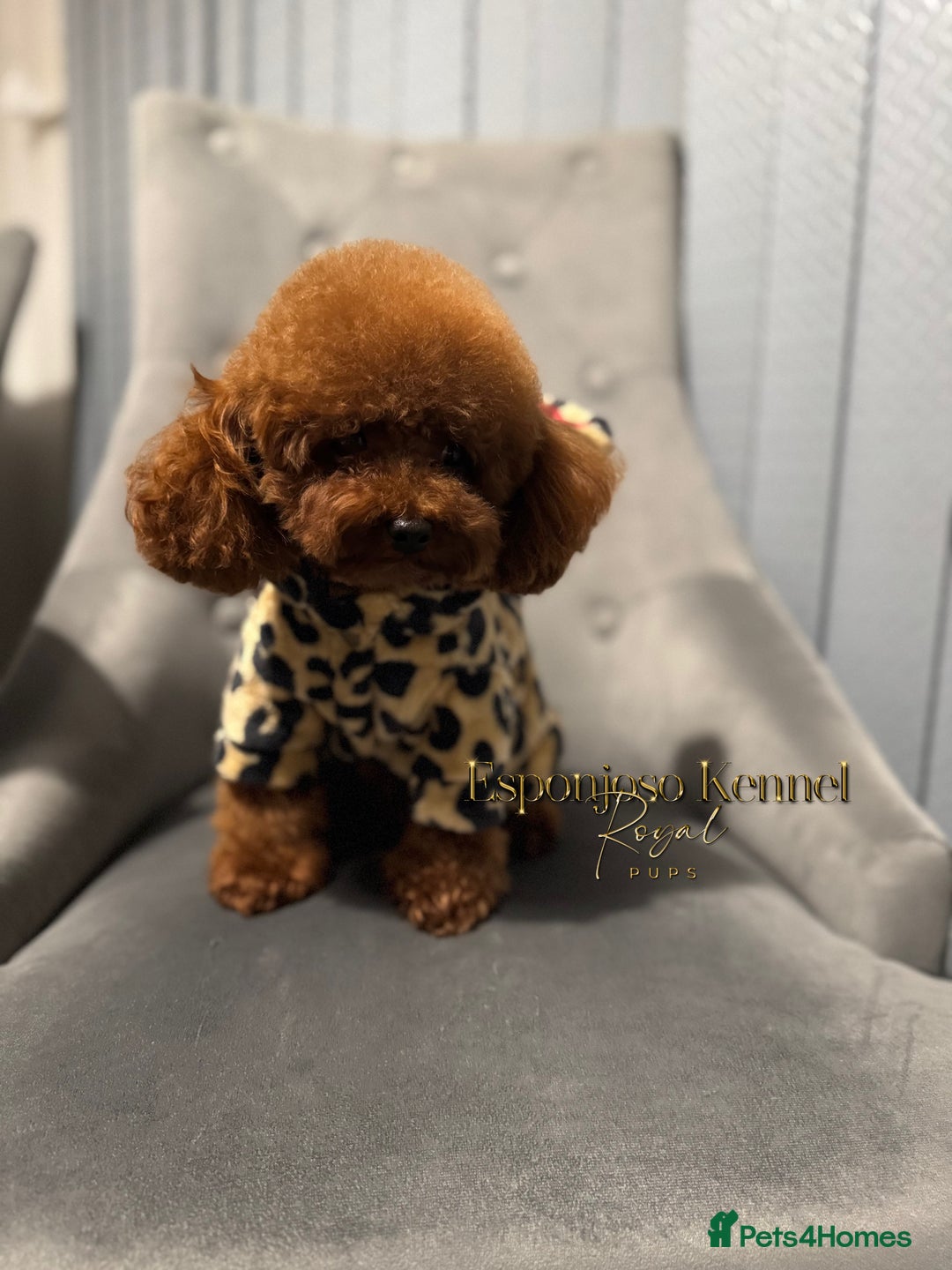 Toy Poodle dogs for stud: 🔥One-in-a-Million Asian ☕️ toy poodle DNA Stud🧸 in Thetford - Image 8