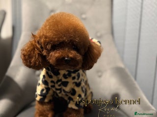 Toy Poodle dogs 🔥One-in-a-Million Asian ☕️ toy poodle DNA Stud🧸 in Thetford - Advert 8