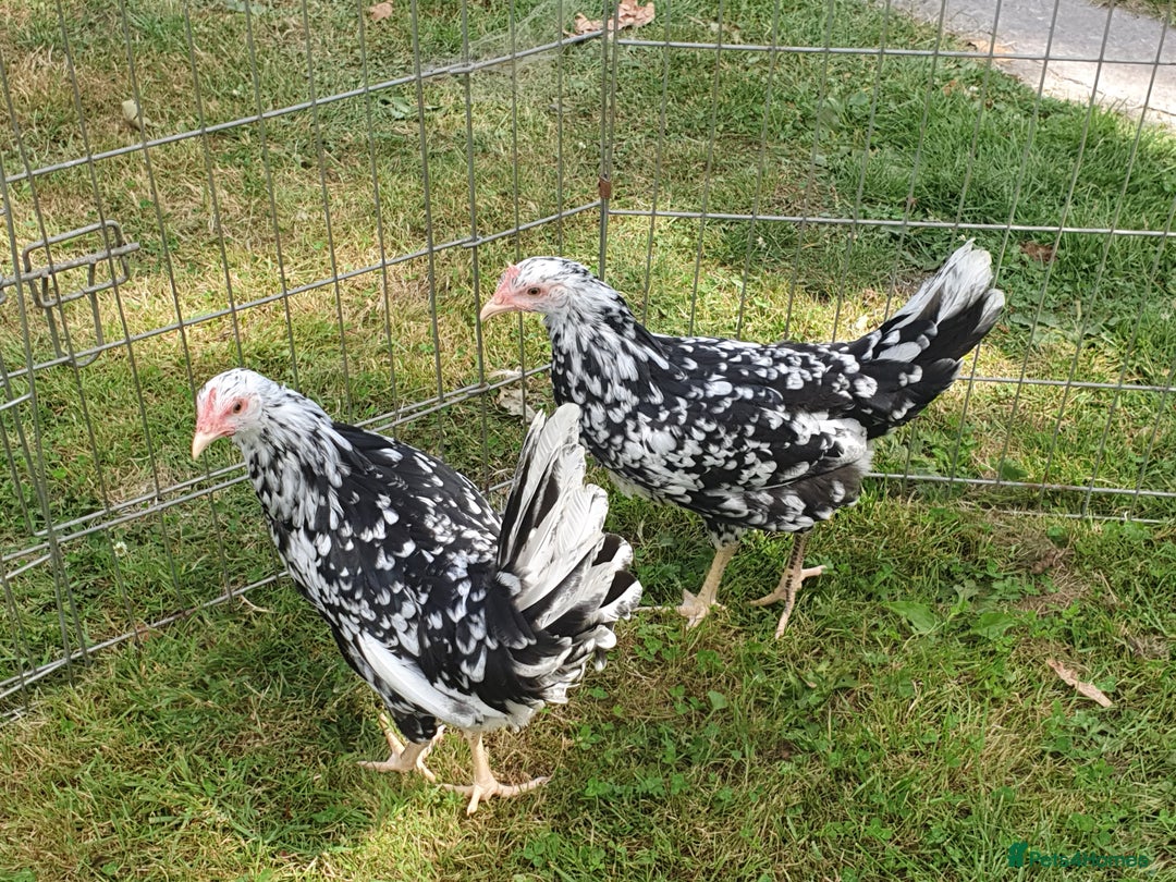 Chickens poultry for sale: Exchequer Leghorn pullets - Image 3