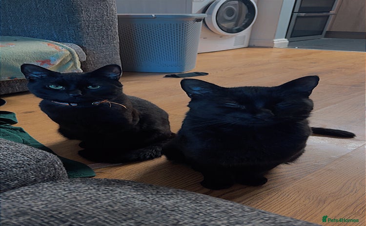 British Longhair cats 2 Male Cats - Advert 1