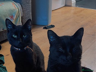 British Longhair cats 2 Male Cats - Advert 12