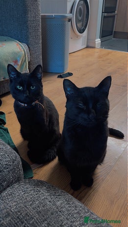 British Longhair cats 2 Male Cats - Advert 1