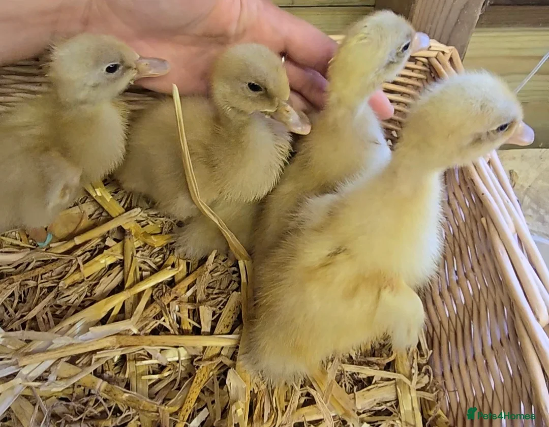 Ducks poultry for sale: Buff Orpington ducklings  - Advert 2