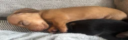Miniature Dachshund dogs for sale: Beautiful Miniature Dachshund Puppies – Ready Soon - Advert 13