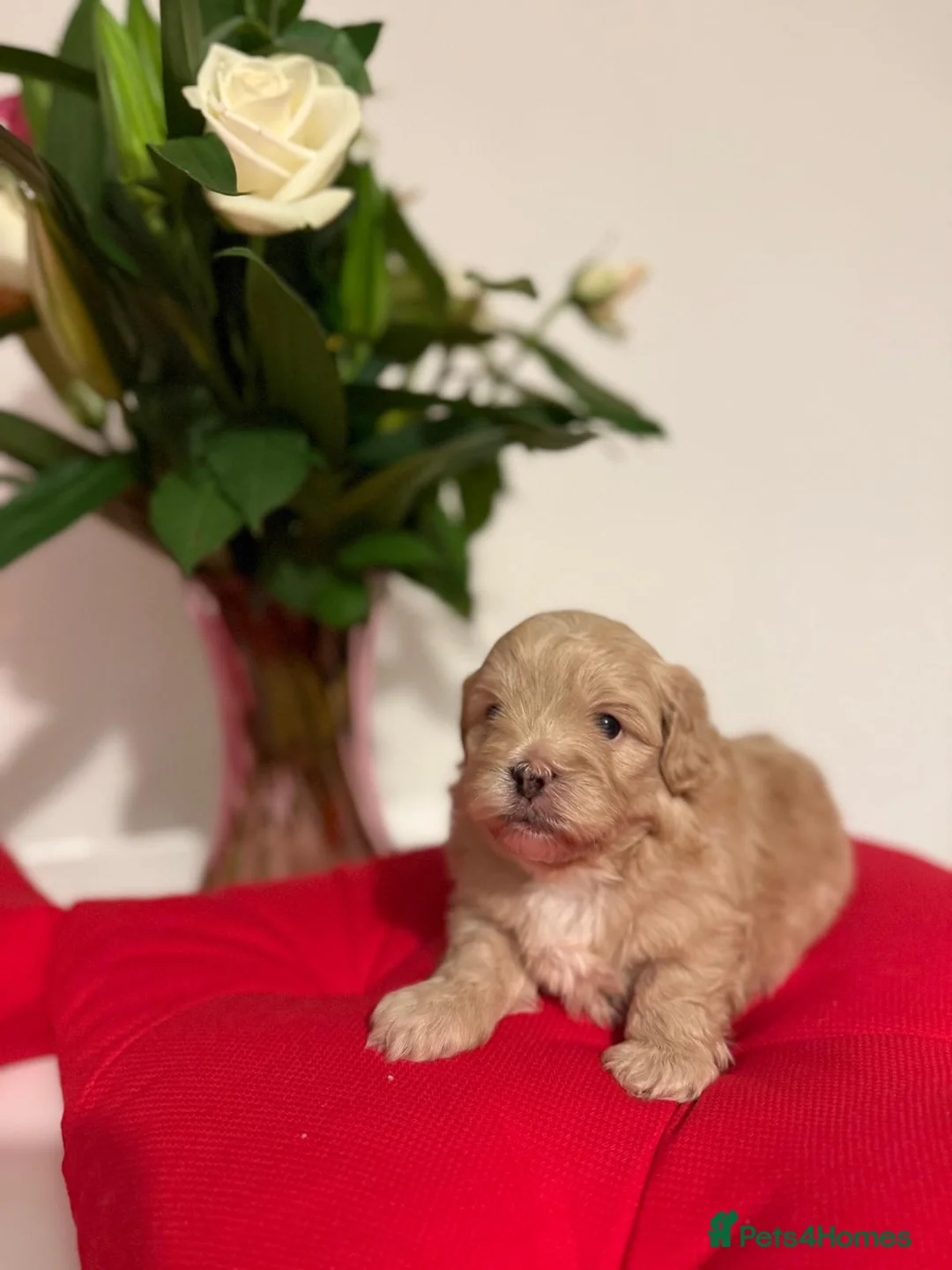 Shihpoo dogs for sale: Adorable toy ShihPoo puppy - Advert 3