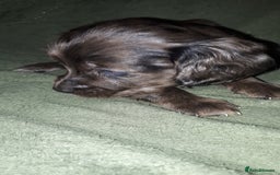 Cockapoo dogs for sale: F2b cockapoo puppies - Image 19