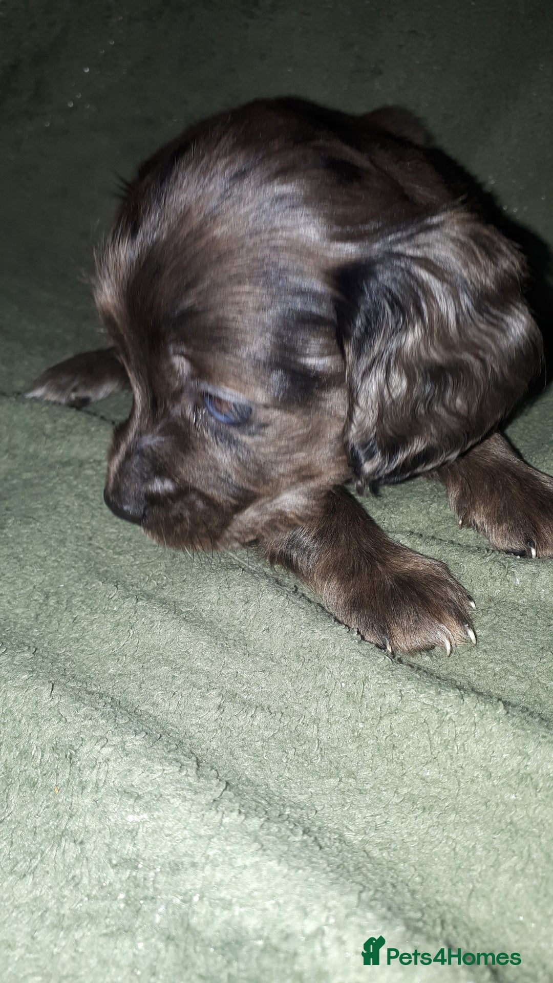 Cockapoo dogs for sale: F2b cockapoo puppies - Image 19