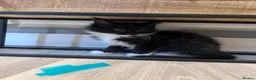 Maine Coon cats for sale: 10kittens 🐱 Ready to leave now  - Advert 18
