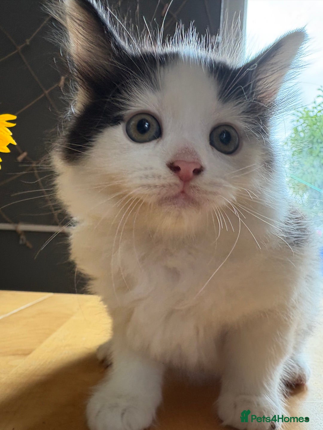 Mixed Breed cats for sale: 4 kittens ready now  - Image 1