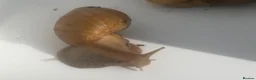 Snails invertebrates for sale: Gaint afican land snails albino and normal  - Advert 5
