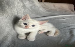Ragdoll cats for sale: Flame lynx point Ragdoll x kitten Ready to leave - Image 35